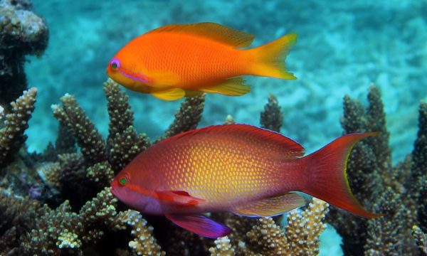 Squamipinnis Anthias