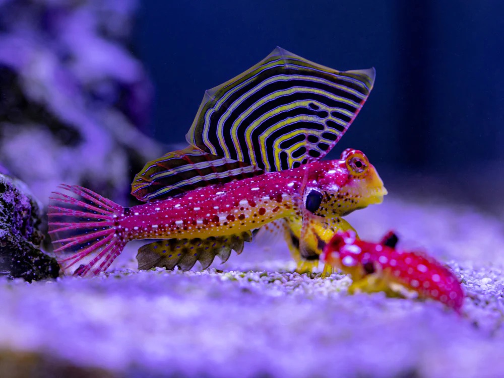 red dragonet goby - Ocean World Aquariums