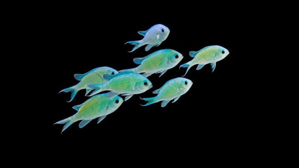 Green chromis