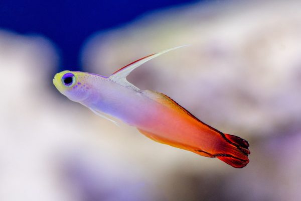 red firefish goby