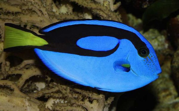 Hippo Tang